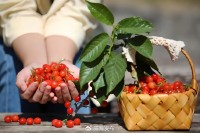 5月18日至6月16日，“櫻桃之約”邀你共赴！